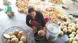 Dừa - loại cây không bỏ đi thứ gì