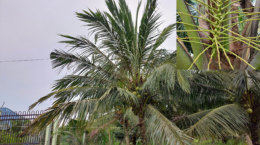 Khắc phục dừa bị trăng ăn