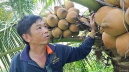Tiền Giang lấy sản xuất hữu cơ làm 'đường ray' trong phát triển cây dừa