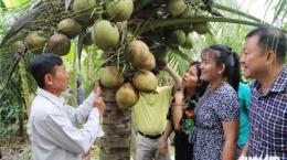 Lần đầu tiên tổ chức lễ hội 100 năm cây dừa sáp tại Trà Vinh