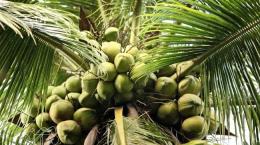 Kỹ thuật trồng dừa xiêm xanh (Kỳ IV)