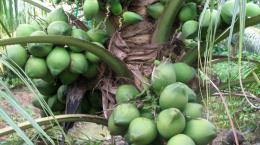 Kỹ thuật chăm sóc vườn dừa