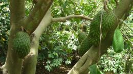 Kỹ thuật trồng xen cây mãng cầu xiêm (mãng cầu gai) trong vườn dừa