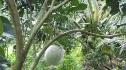 Kỹ thuật canh tác cây có múi thích nghi với hạn mặn