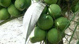 Trồng dừa xiêm – mô hình lý tưởng cho nông dân
