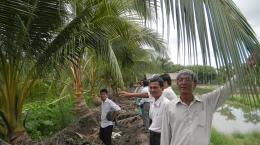 Chăm sóc dừa sau hạn - mặn, những vấn đề cần quan tâm