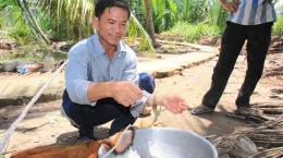 Nuôi xen tôm càng xanh trong vườn dừa