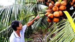 Trồng dừa Mã Lai cho thu nhập gấp 3 lần trồng lúa