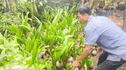 Giá dừa giống tăng cao gấp 2 lần