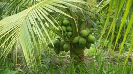 Kỹ thuật trồng dừa xiêm xanh