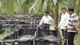 Hiệu quả mô hình nuôi lươn dưới tán dừa