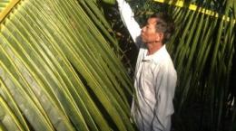 Trồng dừa trái chi chít trên ngọn, "đút túi" 30 triệu/tháng ngon ơ