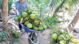 Dừa xiêm xanh “sốt” giá, tiềm ẩn thiếu dừa khô