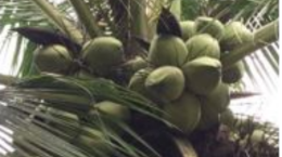 Phát triển các sản phẩm từ dừa Sáp: Đáp ứng nhu cầu ngày càng cao của thị trường
