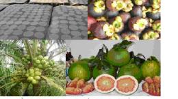 Tổ chức Kỷ lục Việt Nam công bố 06 đặc sản của Bến Tre trong TOP 15 Đặc sản Việt Nam lần thứ I - 2012