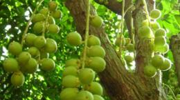 Kỹ thuật trồng xen cây dâu (giâu) trong vườn dừa