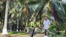 Canh tác dừa hữu cơ thân thiện với môi trường, hiệu quả cao