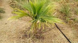 Tưới nhỏ giọt có màng phủ cho dừa