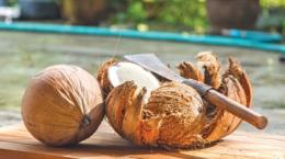 Sự cần thiết phát triển vườn dừa nhà