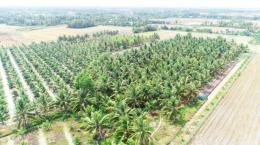 Giữ màu xanh cây dừa ở đồng bằng sông Cửu Long