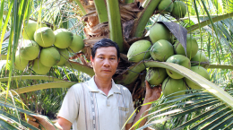 Chuyển đổi từ trồng lúa sang trồng dừa xiêm xanh đạt hiệu quả kinh tế cao