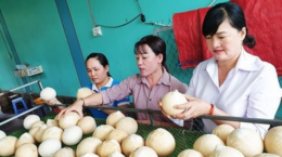 Mỹ chính thức nhập khẩu dừa Việt Nam