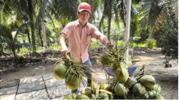 Phát động cuộc thi sáng tạo toàn cầu thúc đẩy hợp tác phát triển ngành dừa