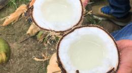 Nghiên cứu thành công máy đo tỷ lệ sáp trong trái dừa