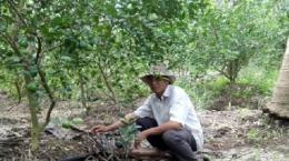 Mô hình trồng chanh xen vườn dừa cho hiệu quả kinh tế cao 