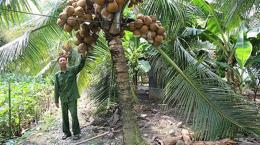 Trồng dừa Mã Lai, trái sai quanh " cổ ", mùa nóng thu 30 triệu/tháng