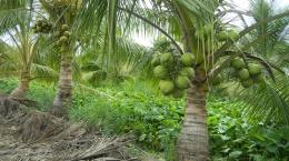   Kỹ thuật trồng Dừa