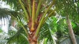 Biện pháp khắc phục “dừa treo” 