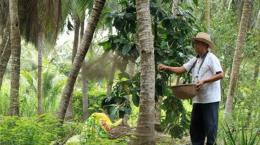 Trồng dừa hữu cơ (Organic) hướng phát triển bền vững