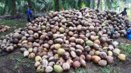 Indonesia - Sản lượng dừa tăng đều đặn hàng năm