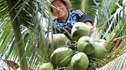 Vật liệu thay thế bao ni lông làm từ… dừa