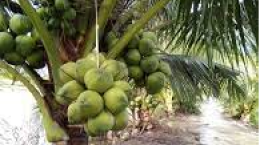 Hiệu quả sử dụng nước của vườn dừa Xiêm Lùn (Cocos nucifera L.) ở Đông Bắc Brazil