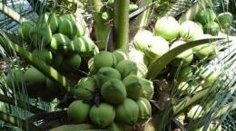 Bến Tre: Một số vấn đề cần quan tâm trong canh tác dừa uống nước