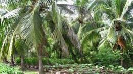 Hệ thống đa cây trồng dựa trên dừa: Một đánh giá phân tích về canh tác dừa ở Sri Lanka