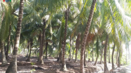 Ảnh hưởng của phân lân đến sinh trưởng, năng suất và chất lượng dừa ở đầu giai đoạn kinh doanh trong điều kiện xâm nhập mặn tại Đồng bằng sông Cửu Long