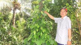 Nông dân làm giàu dưới tán dừa