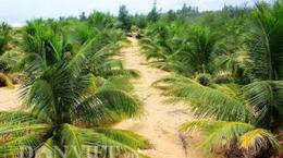 Trả lời bạn đọc về mô hình trồng dừa trên đất cát