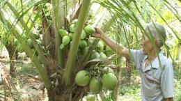 Mô hình vườn dừa xiêm xanh hiệu quả