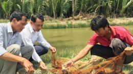 Chuyển đổi cây trồng trên đất lúa kém hiệu quả lợi nhuận cao hơn gấp 3 lần 