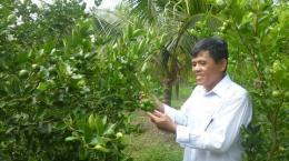 Lương Qưới, cây chanh phủ xanh vườn dừa 