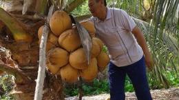 Mô hình nông dân trồng dừa tiêu biểu ở xã Thới Thạnh, huyện Thạnh Phú 