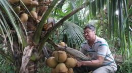 Làm giàu từ cây dừa Mã Lai