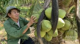 Thực trạng canh tác dừa tại tỉnh Tiền Giang, Việt Nam