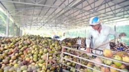 Định hướng phát triển cây trồng chủ lực của tỉnh