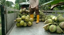 Indonesia kêu gọi chính phủ cấm xuất khẩu dừa