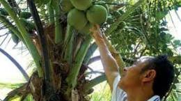 Trà Vinh: Trồng dừa sáp cấy phôi, cơ hội giúp nông dân làm giàu